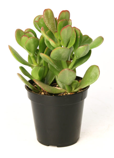 4" Jade Plant (Crassula)